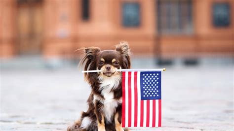 10 Pet Safety Tips For The Fourth Of July Petmd