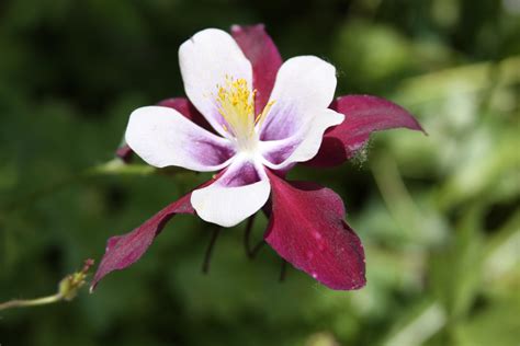 Columbine How To Plant Grow And Care For Columbine The Old Farmer