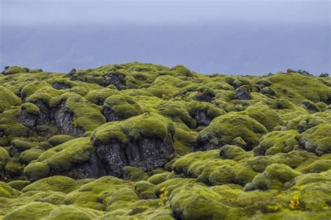 The First Exhibition To Explore Moss Diversity In Iceland Opens In