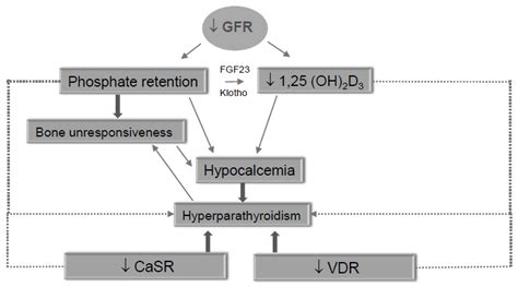 Secondary Hyperparathyroidism In Ckd