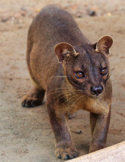 Madagascars Top Predator The Fossa Fossa Animal Unusual Animals