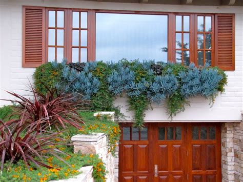 When you are busy with a career, plant care may go on the back burner now and then. Garden Dancing: The Amazing World of Succulents
