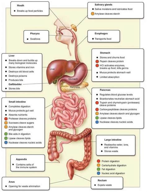 This Is A Diagram Showing The Organs Of The Human Digestive System And Their Functions