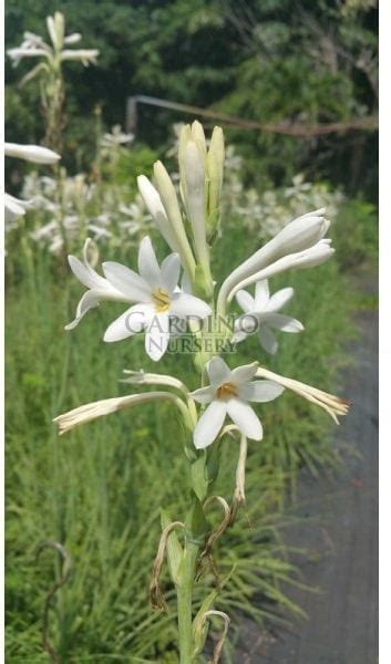 Polianthes Tuberosa ‘single Flower Tuberose Bulb Gardino Nursery