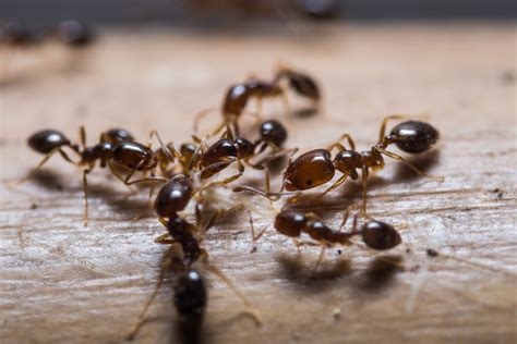 Nichtsdestotrotz kann es hin und wieder auch zu viel des guten werden, beispielsweise dann, wenn sich die ameisen im garten zu einer regelrechten plage entwickeln. Ameisen bekämpfen - die besten Tipps gegen die Feuerameise ...