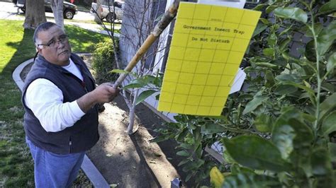 State Inspectors On The Hunt For Asian Citrus Psyllid In Fresno