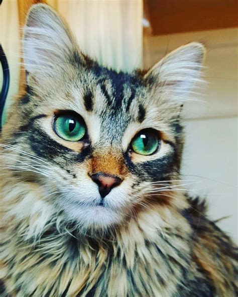 21 Hermosos Gatos Que Tienen Ojos Más Bonitos Que Tú Gorgeous Cats