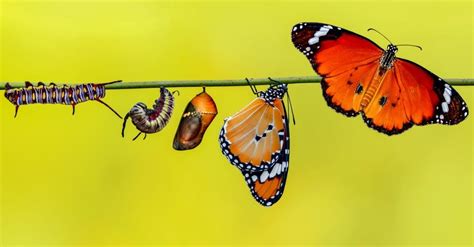 How Does A Caterpillar Turn Into A Butterfly Unianimal