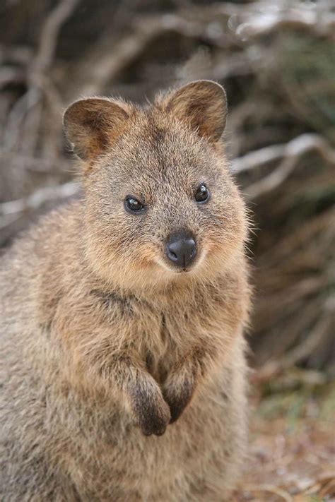 100 Best Images About Aussie Animals On Pinterest