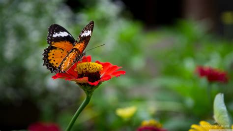 Beautiful Butterfly On Flower Ultra Hd Desktop Background