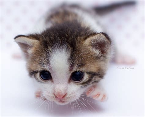 Newborn Kitten Newborn Kittens Kittens Cutest Cute Little Kittens