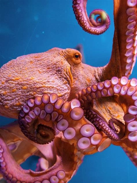 Deep Sea Creatures Beautiful Sea Creatures Animals Beautiful Octopus