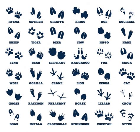 Premium Vector Animals Footprint Animal Hoofed Goose Track Isolated