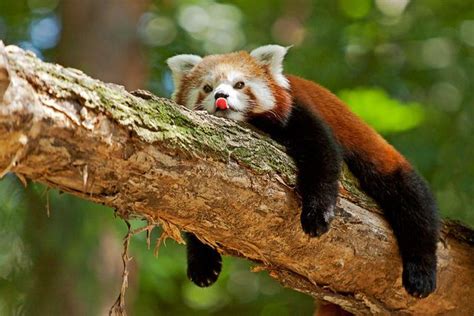 Red Panda Sticking His Tongue Out At Us Animals Of The World Animals