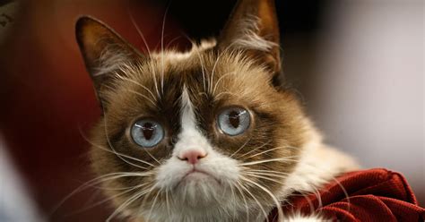 Grumpy Cat The Grouchy Faced Kitty That Became A Social Media