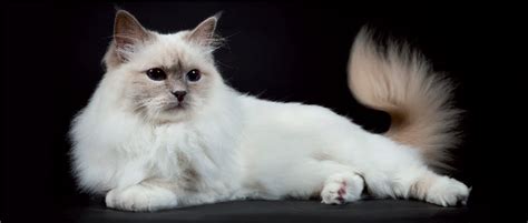 Check spelling or type a new query. Top 10 Most Popular (and Cute!) Cat Breeds - Quarto Homes