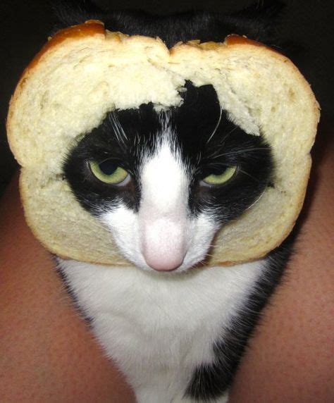 16 Bread Cats Ideas Cats Funny Animals I Love Cats