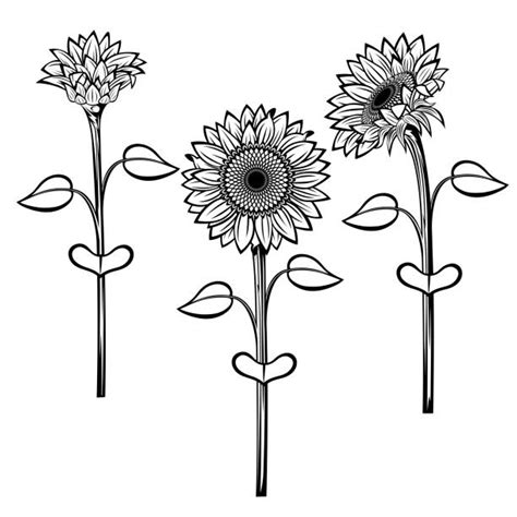 Sunflower Black And White Pic Illustrations Royalty Free Vector