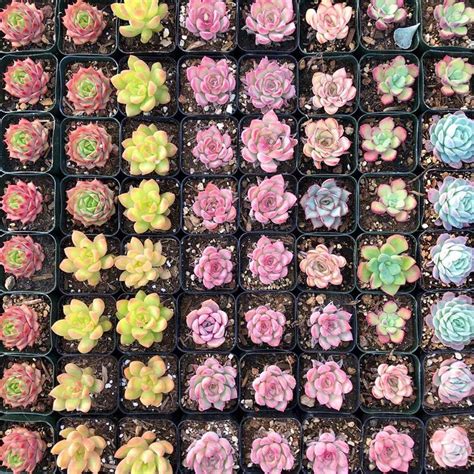 These Rainbow Succulents Will Add A Pop Of Color To Your Home Eatingwell