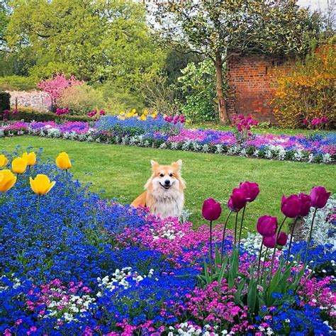 13 flower wallpaper for home. Marcel has some flowers for Mothers' Day!! | Corgi, Corgi pictures, Corgi gifts