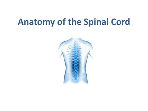 Ppt Anatomy Of The Spinal Cord Powerpoint Presentation Free Download