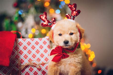 37900 Christmas Puppy Stock Photos Pictures And Royalty Free Images