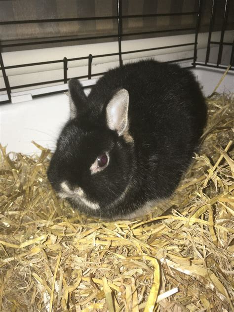 Netherland Dwarf Rabbit Indoor Cage Food In Spondon Derbyshire
