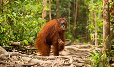 We Surveyed Borneos Orangutans And Found 100000 Had Disappeared