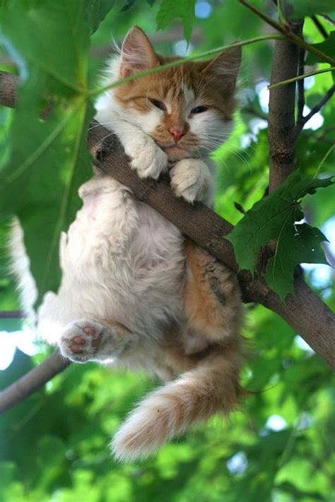 Its Not Unique To Find A Cat In A Tree But Finding One