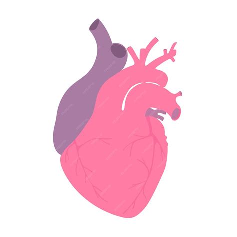 Premium Vector Vector Illustration Anatomy Human Medical Vector Heart