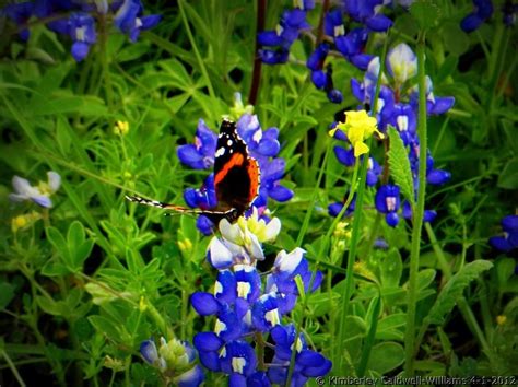 Butterflies And Bluebonnets Texas Bluebonnets Blue Bonnets Hill Country