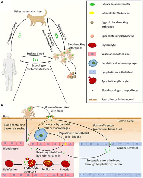 Frontiers Advancements In Understanding The Molecular And Immune
