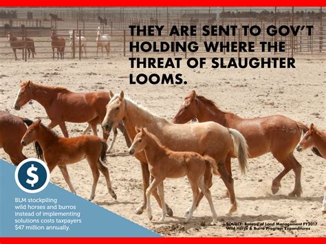 The Issue American Wild Horse Campaign