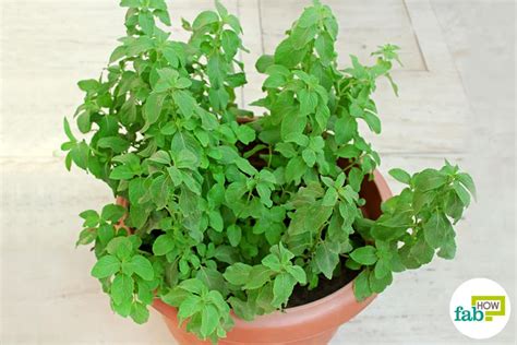 How To Grow Peppermint In A Pot Fab How