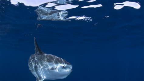 14 Fascinating Facts About Ocean Sunfish Mental Floss