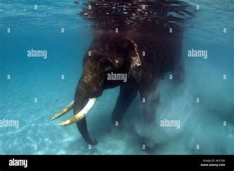 Elephant Swimming Underwater Andaman Seaindia Stock Photo Alamy