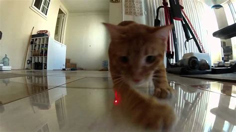 Gopro Cats Vs Laser Youtube