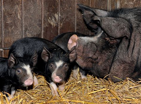 Berkshire British Pig Association