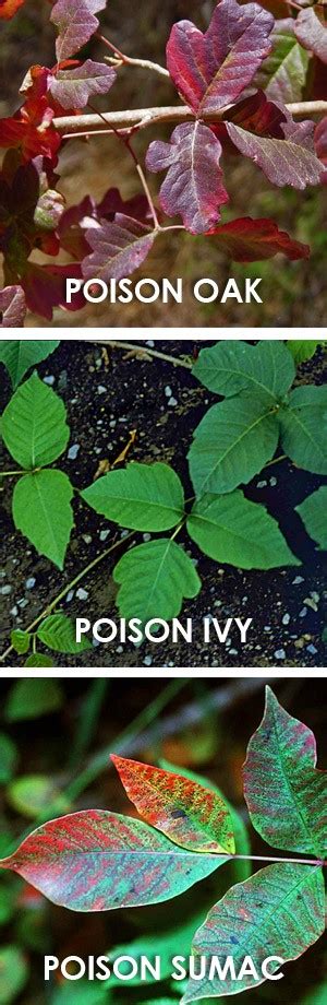 Poison Ivy Oak And Sumac Avoiding And Treating The Prepared Page