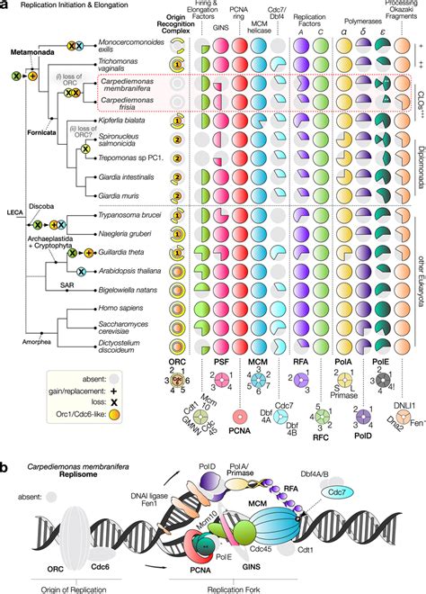 the distribution of core molecular systems in the replisome and dna download scientific diagram