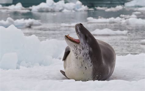 Follow North Leopard Seal Encounters