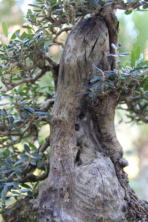 The olive will grow in almost any soil conditions, including acidic, alkaline, stony or sandy soils, but they thereafter, olive trees require almost no supplemental watering, tolerating drought and extreme heat with equanimity. Creating Deadwood/Shari on Olive tree