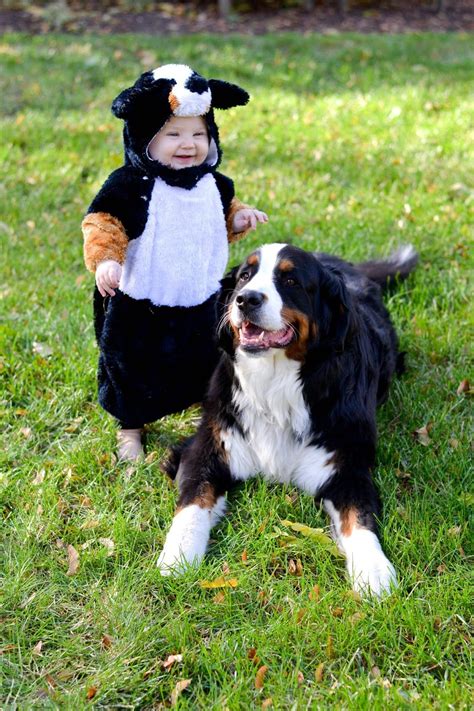 Halloween Costumes Mountain Dog Breeds Dog Costume Dogs
