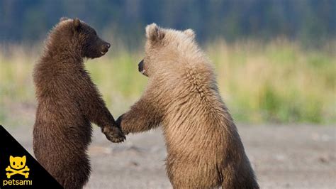 Bear Cubs Make Love Train YouTube