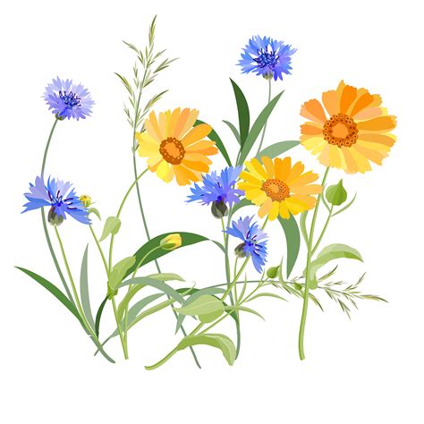 Blue Wild Flowers Vector Graphics On Behance