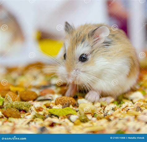 Hamster De Roborovski Photo Stock Image Du Animal Brun 210511008
