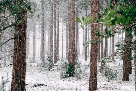 Wallpaper Id 247799 Snow Falling In An Evergreen Forest Snow