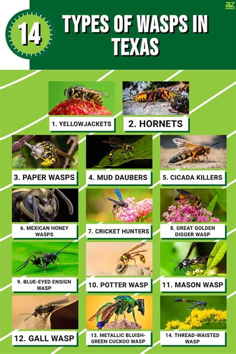 Discover 14 Types Of Wasps In Texas Az Animals