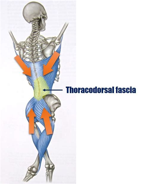 Thoracolumbar Fascia Muscles