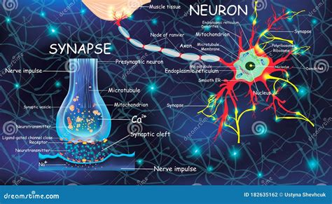 Neurone Et Synapse Danatomie Signalisation Dans Le Cerveau Neurone